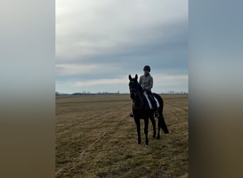 Other Breeds Mix, Mare, 9 years, 15,2 hh, Brown