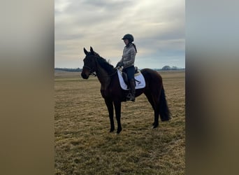 Other Breeds Mix, Mare, 9 years, 15,2 hh, Brown