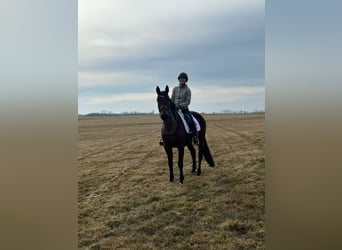 Other Breeds Mix, Mare, 9 years, 15,2 hh, Brown