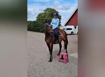 Other Breeds Mix, Mare, 9 years, 15,2 hh, Brown