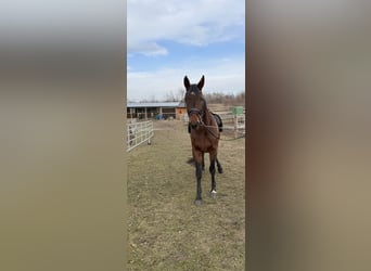 Other Breeds Mix, Mare, 9 years, 15,2 hh, Brown