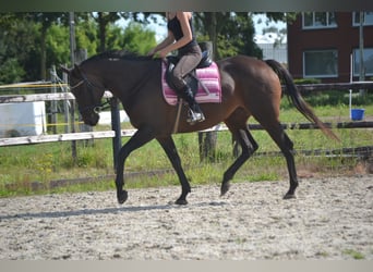 Other Breeds, Mare, 9 years, 15.2 hh, Brown