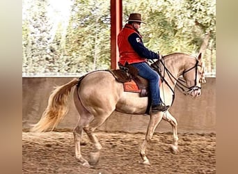 Other Breeds Mix, Mare, 9 years, 15.2 hh, Cremello