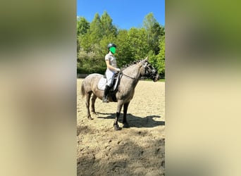 Other Breeds Mix, Mare, 9 years, 15 hh, Leopard-Piebald