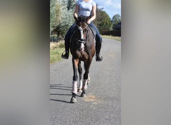 Other Breeds, Mare, 9 years, 15,3 hh, Bay-Dark