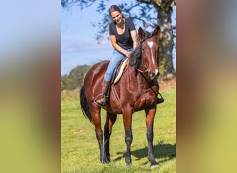 Other Breeds Mix, Mare, 9 years, 16,1 hh, Brown