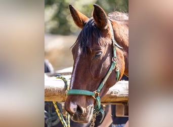 Other Breeds Mix, Mare, 9 years, 16,1 hh, Brown