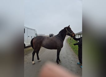 Other Breeds Mix, Mare, 9 years, 16 hh, Bay-Dark