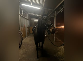 Other Breeds Mix, Mare, 9 years, 16 hh, Bay-Dark