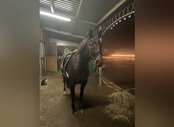 Other Breeds Mix, Mare, 9 years, 16 hh, Bay-Dark