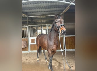 Other Breeds Mix, Mare, 9 years, 16 hh, Bay-Dark