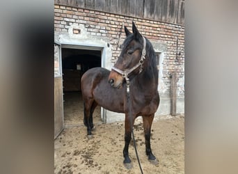 Other Breeds, Mare, 9 years, 16 hh, Brown