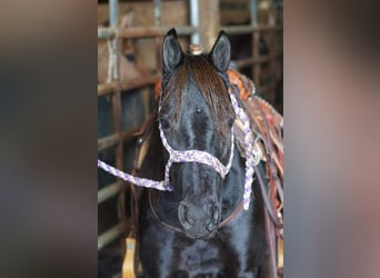 Other Breeds, Mare, 9 years, Black