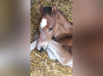 Other Breeds Mix, Mare, Foal (05/2025), 12.1 hh, Brown