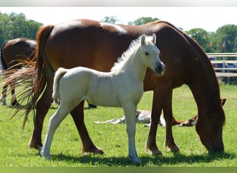 Other Breeds, Mare, Foal (04/2026), 13.1 hh, Palomino