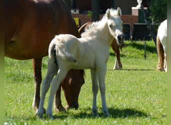 Other Breeds, Mare, Foal (04/2026), 13.1 hh, Palomino