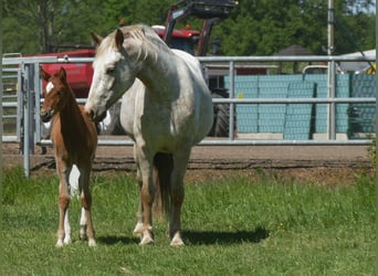 Other Breeds, Mare, , 14,2 hh, Chestnut-Red