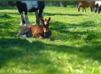 Other Breeds, Mare, , 14,2 hh, Chestnut-Red