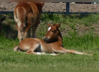 Other Breeds, Mare, , 14,2 hh, Chestnut-Red
