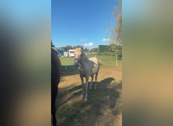 Other Breeds Mix, Mare, Foal (01/2025), 14,2 hh, Palomino