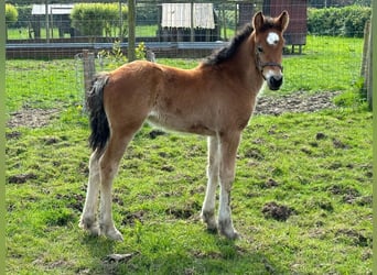 Sonstige Rassen, Stute, Fohlen (04/2024), 15,1 hh, Rotbrauner