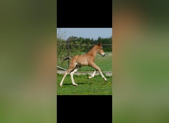 Other Breeds, Mare, Foal (04/2024), 15,2 hh, Brown