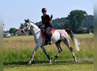 Other Breeds, Mare, Foal (03/2025), 15.2 hh, Can be white