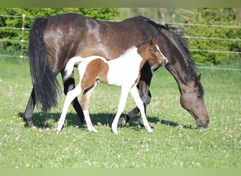 Other Breeds, Mare, Foal (05/2024), 15.2 hh, Pinto