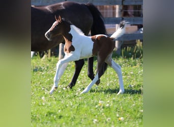 Other Breeds, Mare, Foal (05/2024), 15.2 hh, Pinto