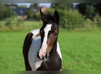 Other Breeds, Mare, Foal (05/2024), 15.2 hh, Pinto