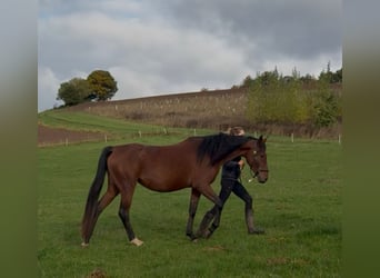 Other Breeds, Mare, Foal (03/2025), 15,2 hh, Can be white