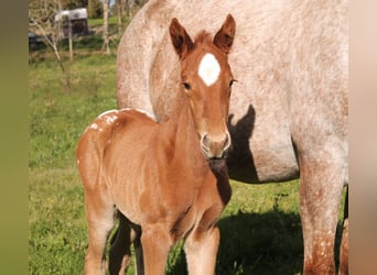 Other Breeds, Mare, Foal (02/2026), 16 hh, Leopard-Piebald
