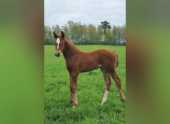 Other Breeds, Mare, , 17 hh, Chestnut-Red