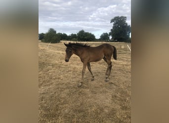Other Breeds, Mare, Foal (04/2025), Brown