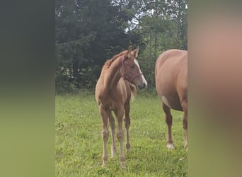 Other Breeds Mix, Mare, Foal (05/2024), Brown-Light