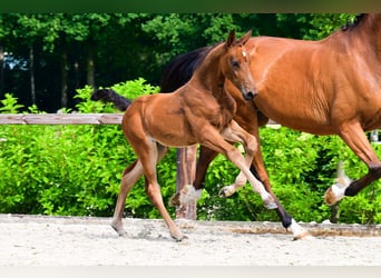 Other Breeds, Mare, , Brown
