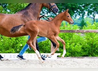 Other Breeds, Mare, , Brown