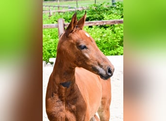 Other Breeds, Mare, , Brown