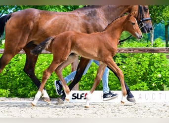 Other Breeds, Mare, , Brown