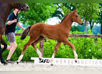 Other Breeds, Mare, , Brown