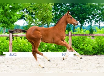 Other Breeds, Mare, , Brown