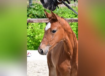 Other Breeds, Mare, , Brown