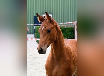 Other Breeds, Mare, , Brown