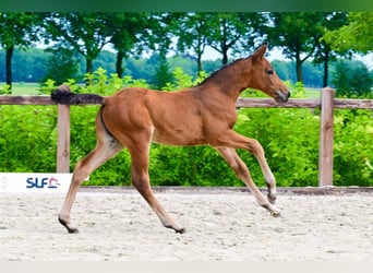 Other Breeds, Mare, , Brown