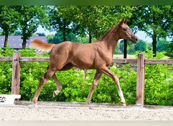 Other Breeds, Mare, , Chestnut-Red