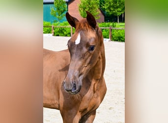 Other Breeds, Mare, , Chestnut-Red