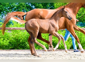 Other Breeds, Mare, , Chestnut-Red