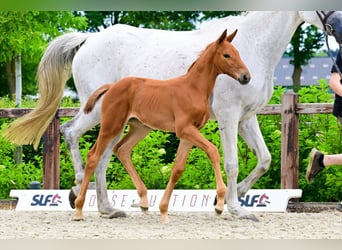Other Breeds, Mare, , Chestnut-Red