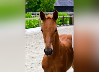 Other Breeds, Mare, , Chestnut-Red