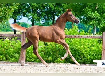 Other Breeds, Mare, , Chestnut-Red
